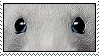 different rat faces