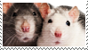 a black and white rat next to each other