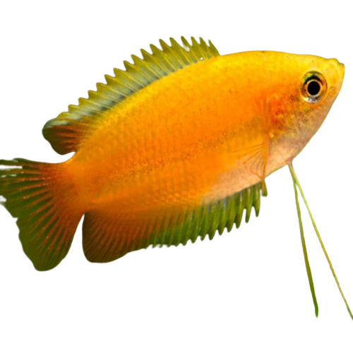 a honey gourami