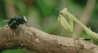 a praying mantis eating a fly