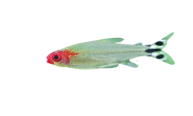 a rummynose tetra fish
