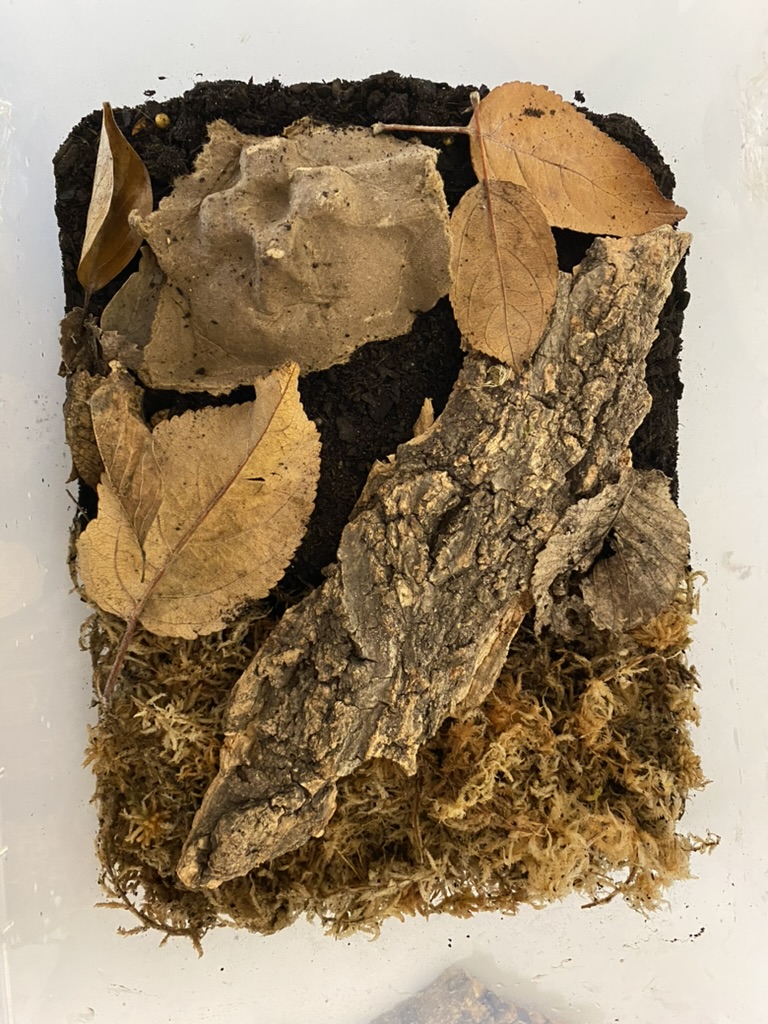 an isopod enclosure in a plastic container as described above