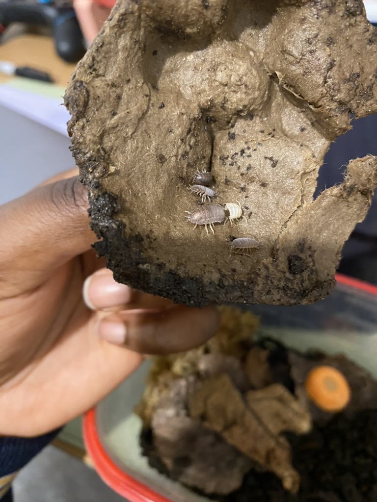 an isopod with its shed
