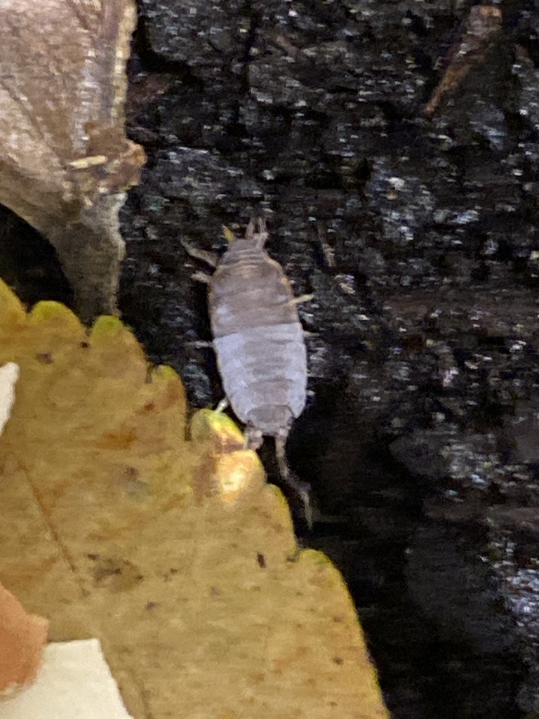 a blurry picture of a juvenile isopod